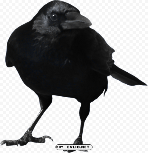 Crow Isolated Icon with Clear Background PNG