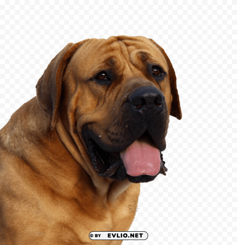 dog face Free download PNG images with alpha transparency