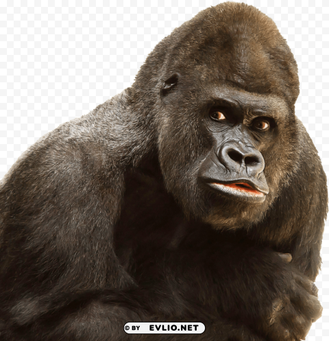 gorilla Isolated Design Element in Transparent PNG