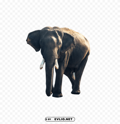 gray elephant standing Isolated Icon on Transparent Background PNG