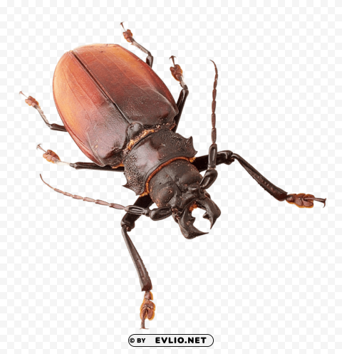 insect PNG Graphic with Clear Background Isolation