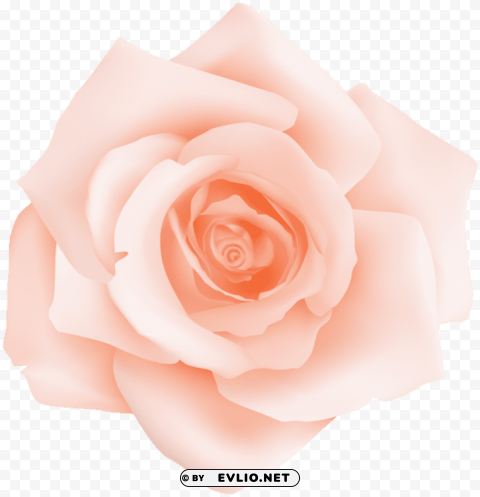 peach rose transparent Free PNG images with alpha channel set