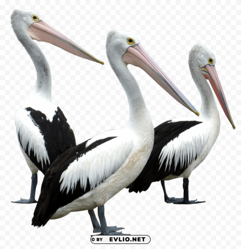 Pelicans Bird PNG with clear background extensive compilation