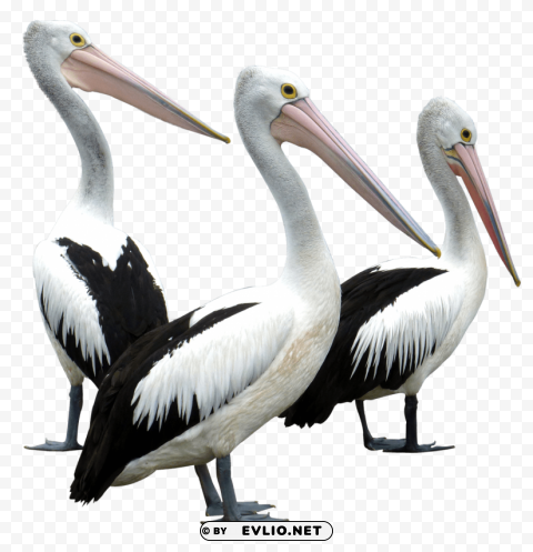 pelicans birds Isolated Artwork in HighResolution PNG