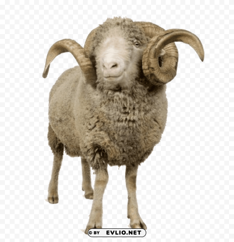 sheep with horns PNG transparent elements compilation
