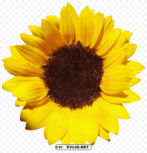 sunflower PNG graphics with clear alpha channel