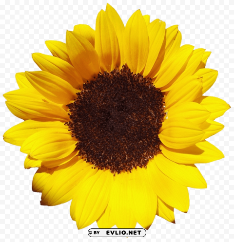 sunflowers free PNG Isolated Object with Clear Transparency