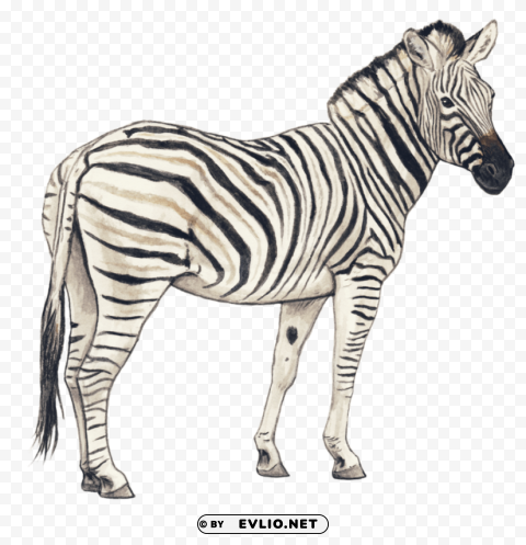 zebra Clear image PNG