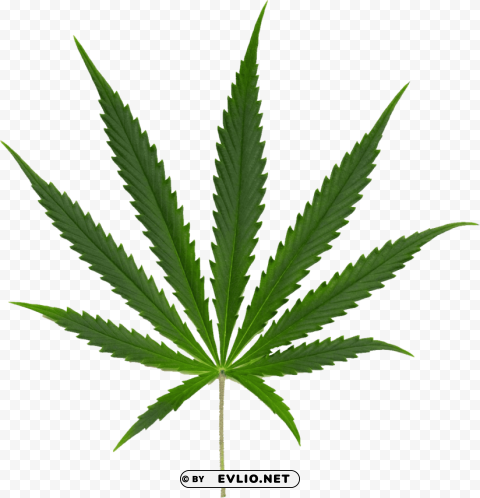 cannabis PNG for Photoshop