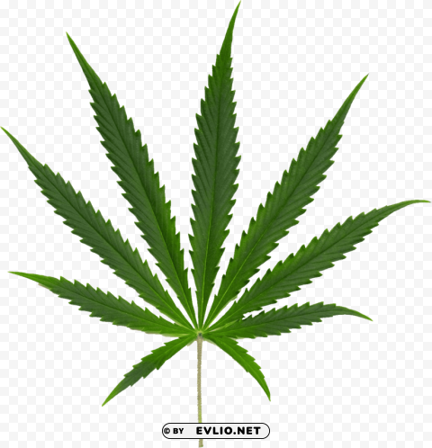 PNG image of cannabis PNG Isolated Illustration with Clarity with a clear background - Image ID d3d2ab96