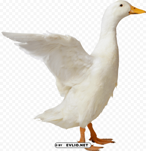 Duck PNG Image Isolated With Transparency