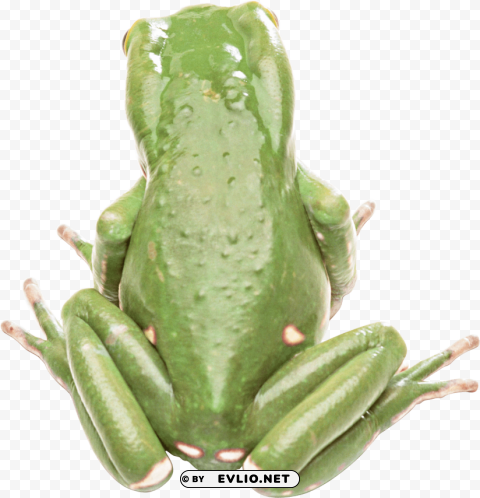 frog Isolated PNG on Transparent Background