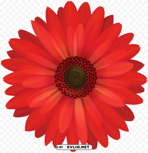 gerbera red flower PNG Graphic Isolated with Transparency