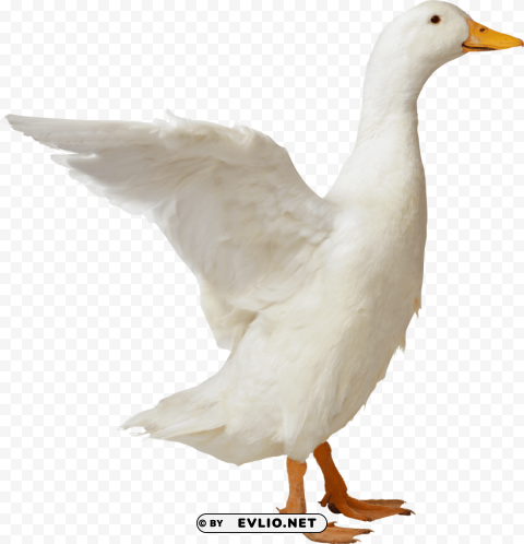 goose sideview PNG images no background