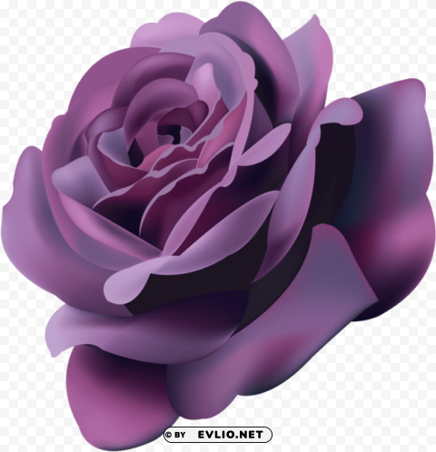 violet roses PNG photos with clear backgrounds