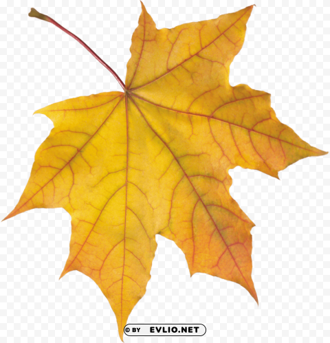 Autumn Leaf Transparent Background PNG Stockpile Assortment