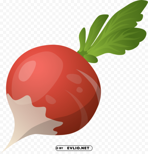 beet PNG Image Isolated on Clear Backdrop