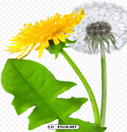 dandelion Isolated Icon on Transparent PNG