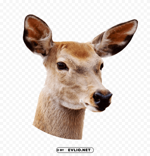 female deer close up PNG clip art transparent background