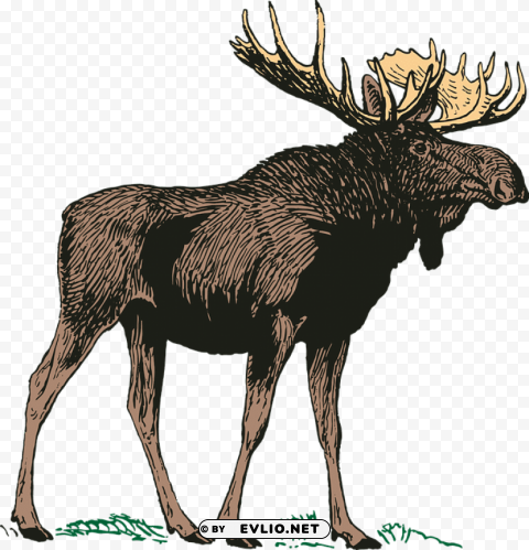moose PNG no background free