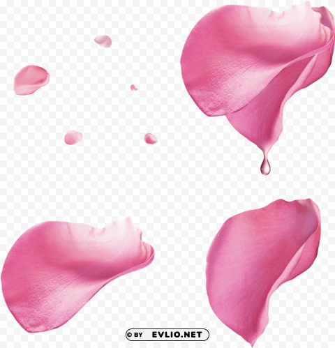 pink rose petals PNG Isolated Object with Clarity