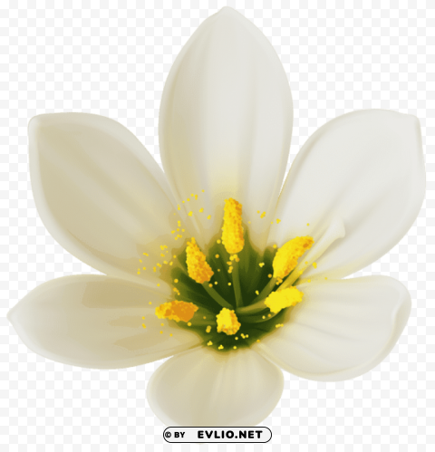 PNG image of white flower Transparent PNG image with a clear background - Image ID 3ddfee32