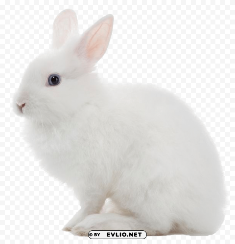 White Rabbit Isolated Character On Transparent PNG