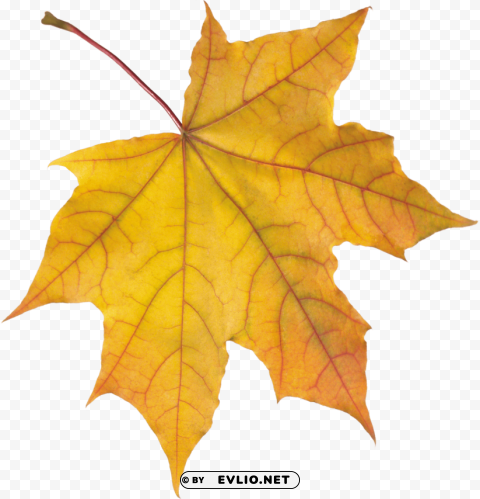yellow autumn leaf PNG files with transparency