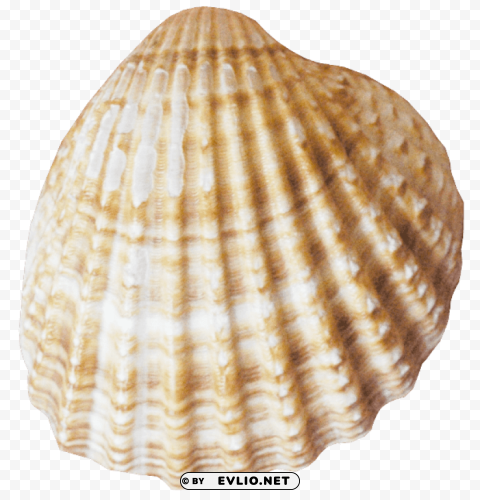 conch PNG for educational use