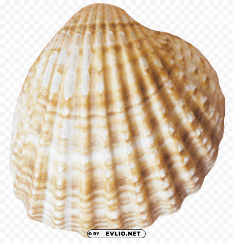 Conch PNG For Educational Use