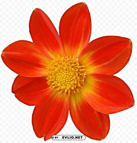 PNG image of dahlia PNG graphics with transparent backdrop with a clear background - Image ID 2b8ce382
