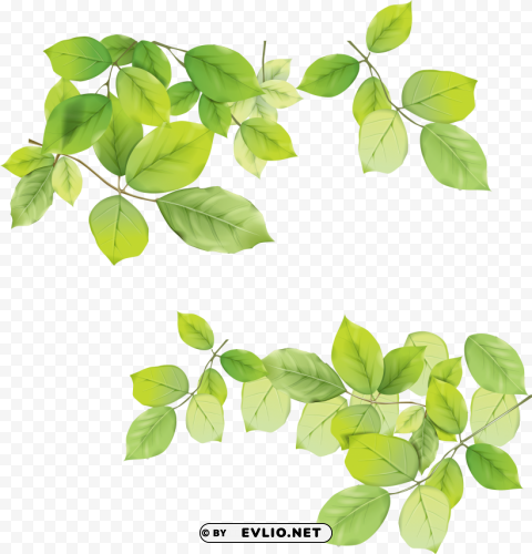 green leaves HighQuality Transparent PNG Isolated Graphic Element clipart png photo - c8192167