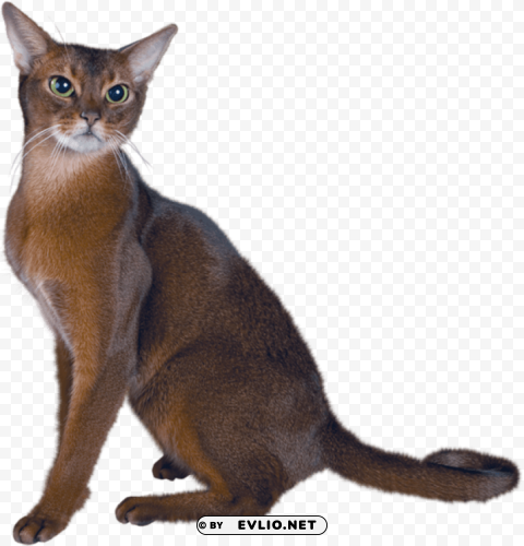 large cat PNG clear images