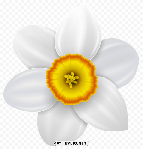 narcissus transparent Clear Background PNG Isolated Design