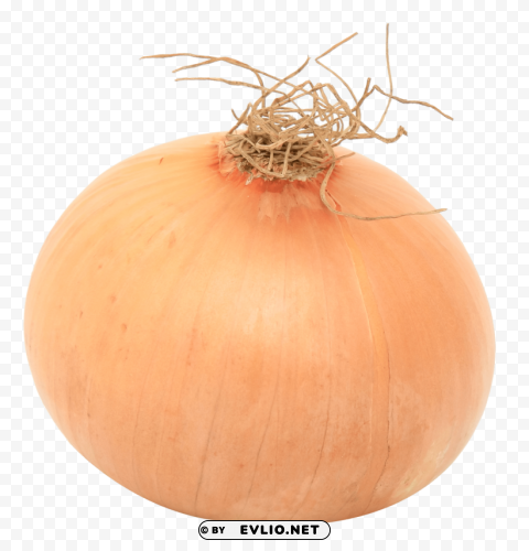 onion PNG files with no royalties