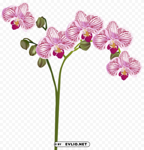 PNG image of orchid Transparent PNG Isolated Object with a clear background - Image ID 41ffd96a