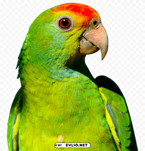 parrot Isolated Character in Clear Background PNG