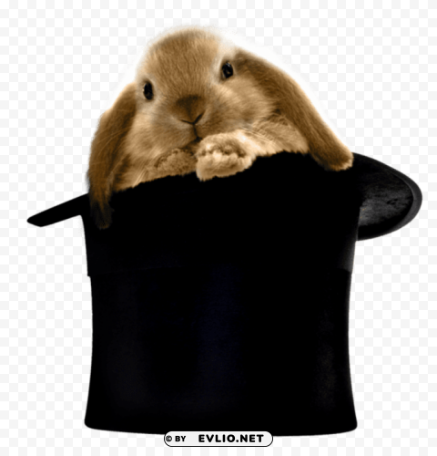 rabbit in hat Isolated Artwork in HighResolution Transparent PNG