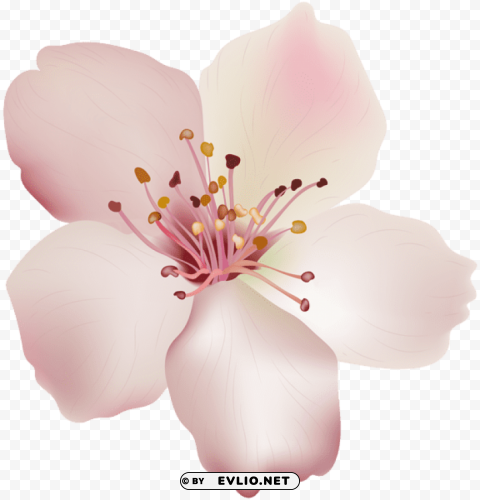 Spring Flower PNG Object Isolated With Transparency