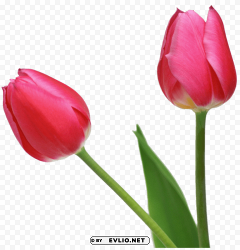  tulips flowers Isolated Subject on HighQuality Transparent PNG