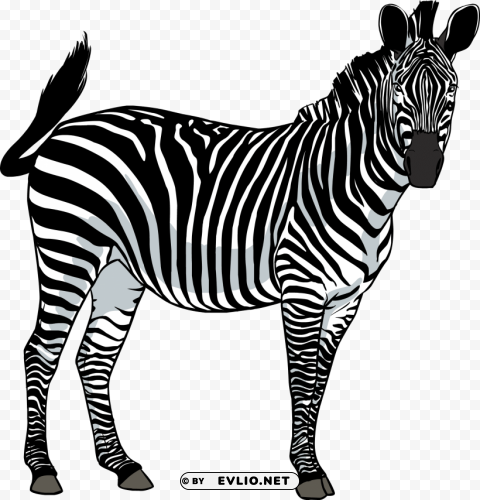 zebra HighResolution Transparent PNG Isolated Element