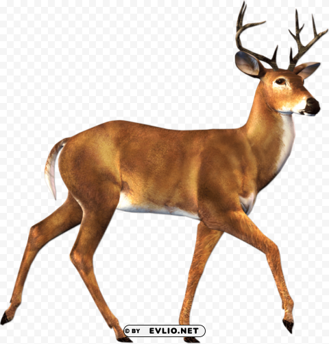 deer Isolated Subject in Transparent PNG