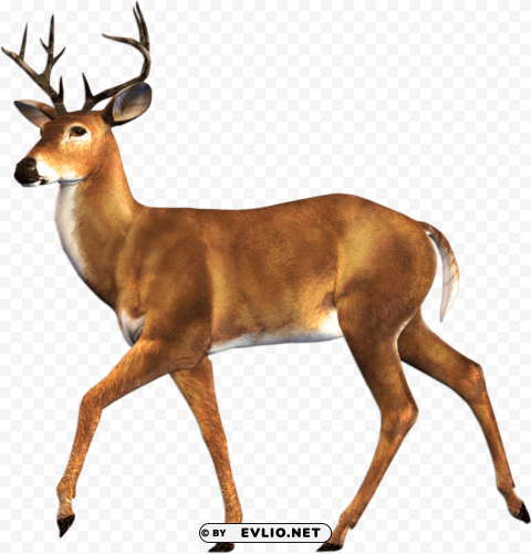 elk pic PNG Isolated Object with Clarity