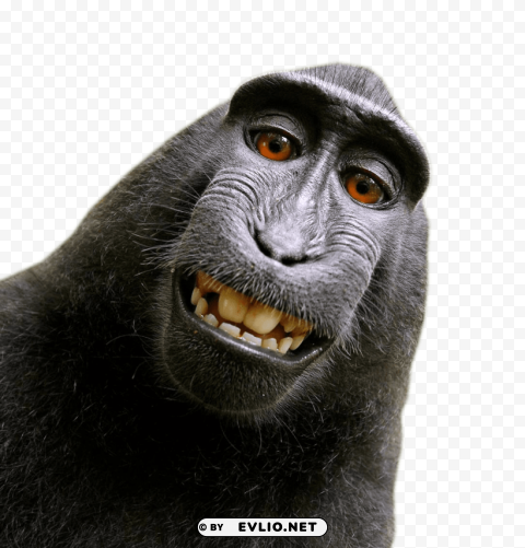 macaque Transparent PNG Isolated Item with Detail