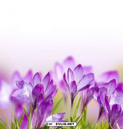 spring crocuses flowers Clear PNG pictures broad bulk