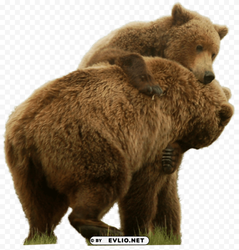 bear Isolated Illustration on Transparent PNG png images background - Image ID 91a5b1b0