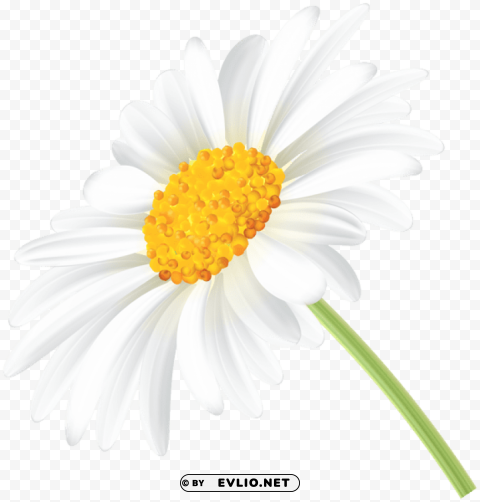 daisy PNG Image Isolated with Transparent Clarity