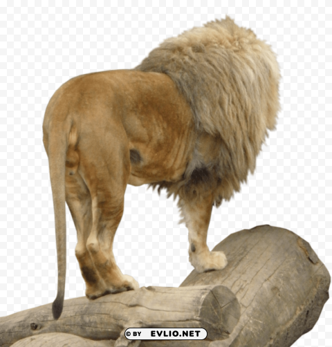 lion animal PNG files with clear backdrop collection