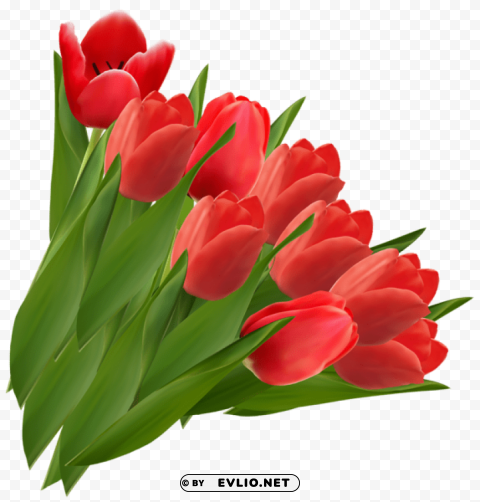 red tulipspicture Transparent Background PNG Object Isolation