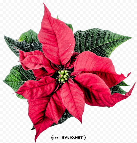 Christmas Poinsettia Flower Clean Background Isolated PNG Illustration